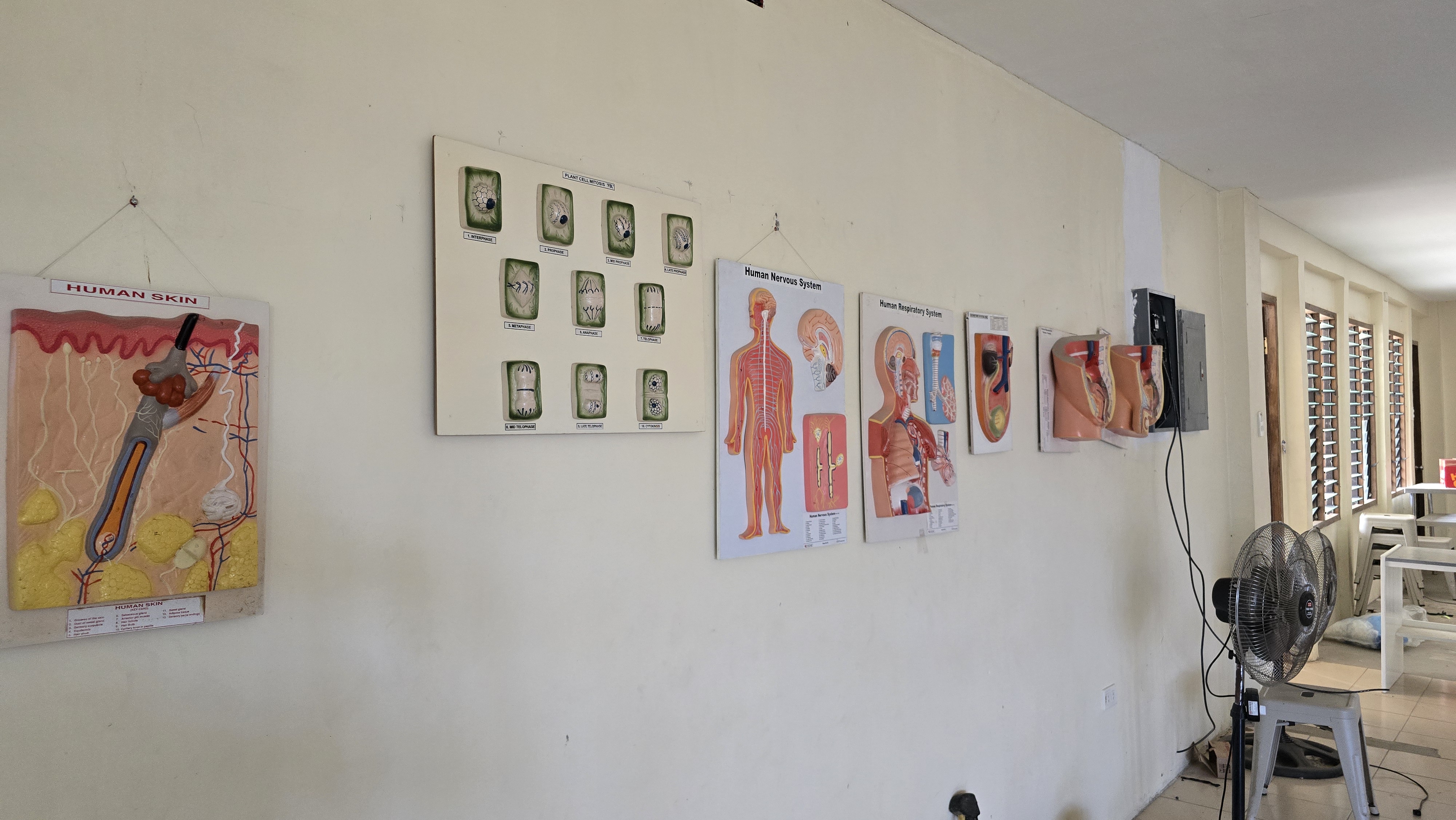 Science room — anatomy charts